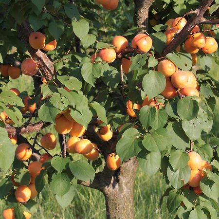 Agriturismo I Ciliegi Appartamento Ginestra 몬티냐노 외부 사진