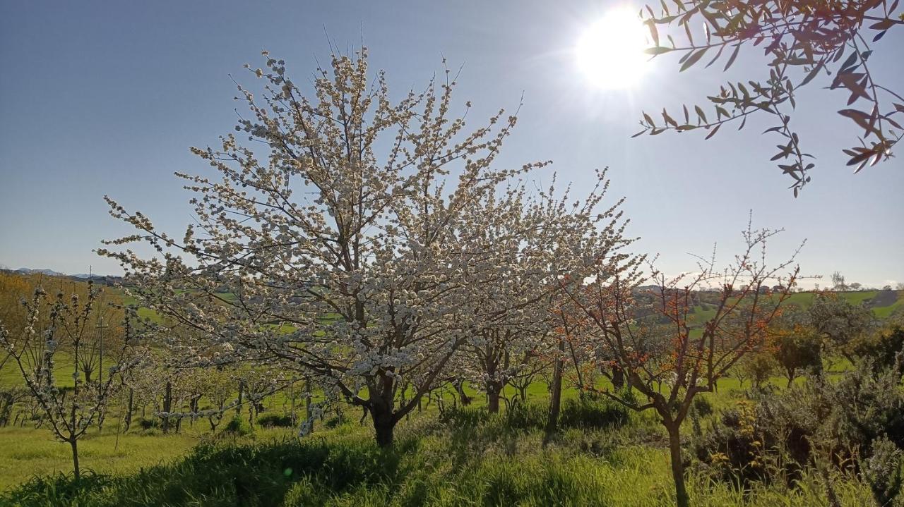 Agriturismo I Ciliegi Appartamento Ginestra 몬티냐노 외부 사진