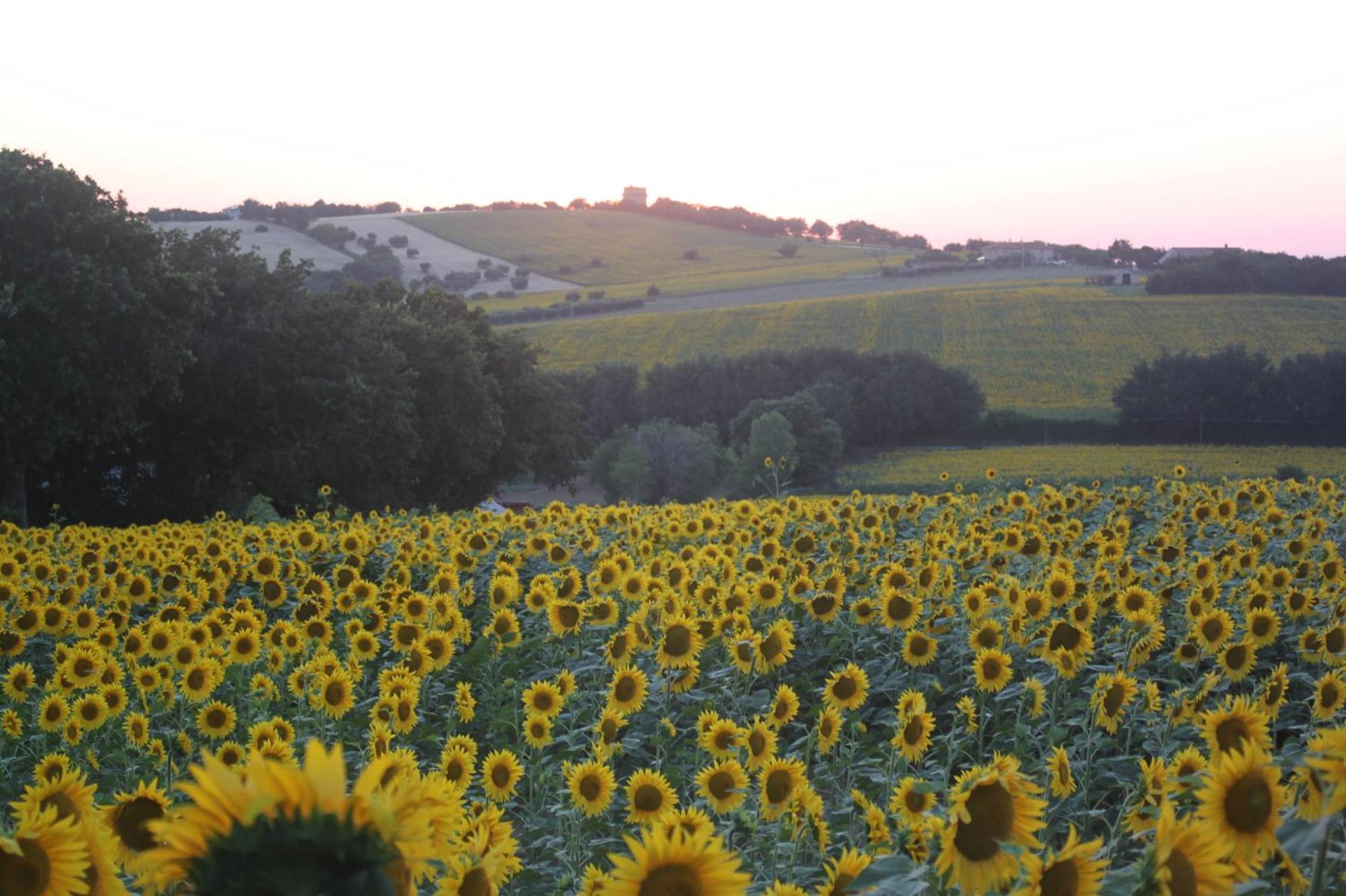 Agriturismo I Ciliegi Appartamento Ginestra 몬티냐노 외부 사진