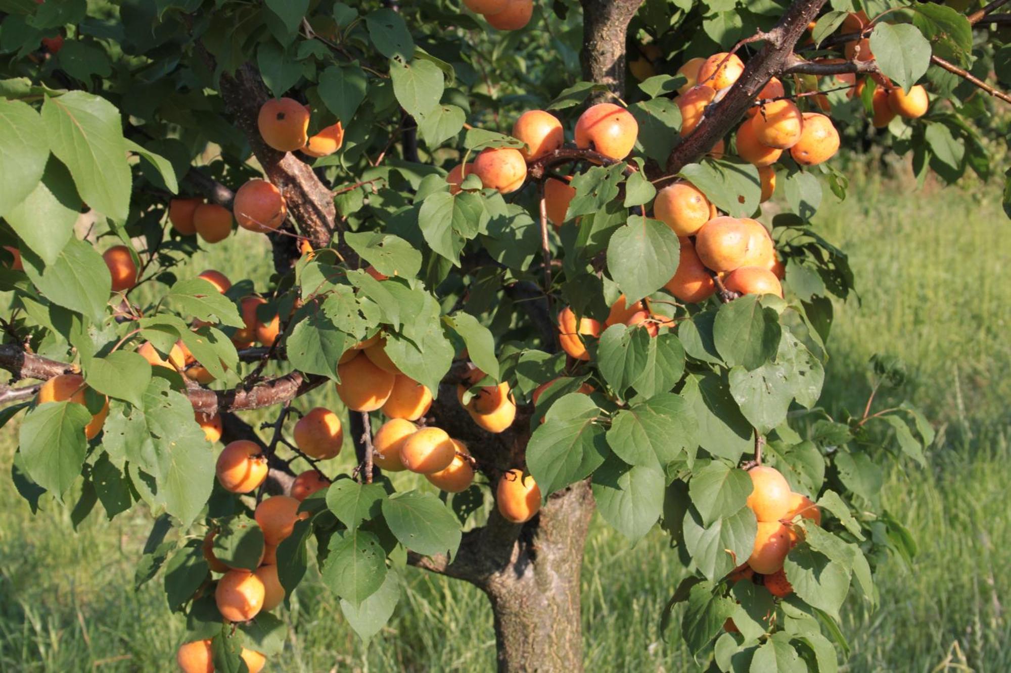 Agriturismo I Ciliegi Appartamento Ginestra 몬티냐노 외부 사진